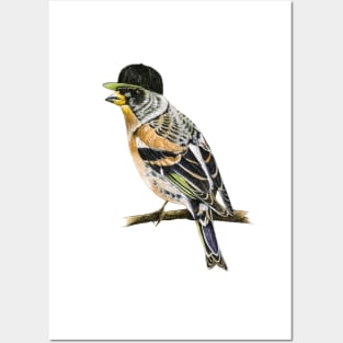 Brambling Posters and Art